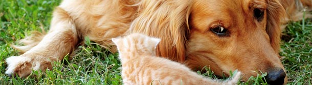 Dogs and Cats are The  Specialty of Adobe Animal Hospital in Rancho Cucamonga