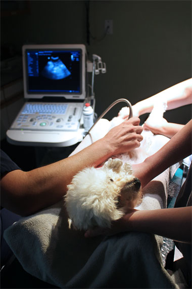 Ultrasound Administered to Dog
