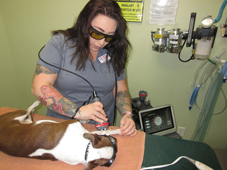Photon Laser Therapy for Pets Performed on Dog Leg