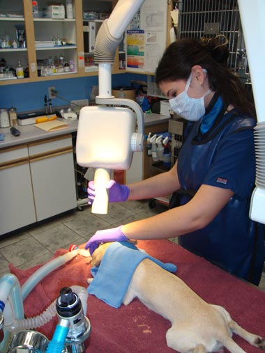 Technician Taking Dental Radiographs