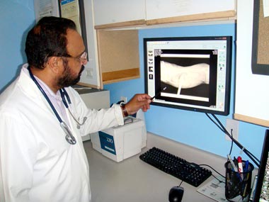 Dr Aulakh Viewing Pet Radiograph
