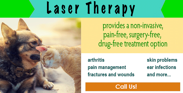We Offer Laser Therapy for Cats and Dogs